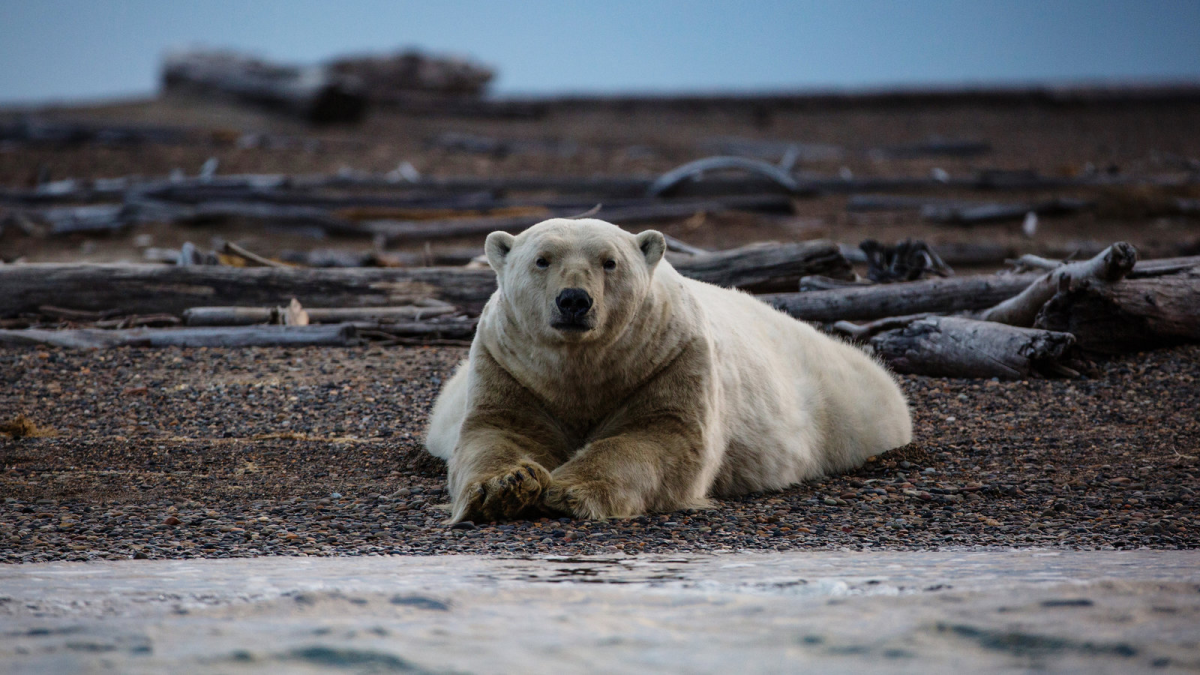 New Bureau of Land Management Oil Lease threatens Alaskan Ecosystems